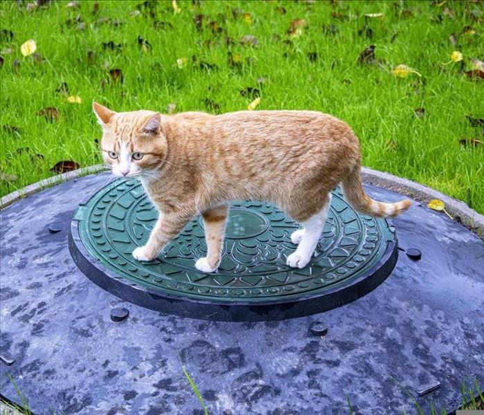 A cat walking along a manhole cover.