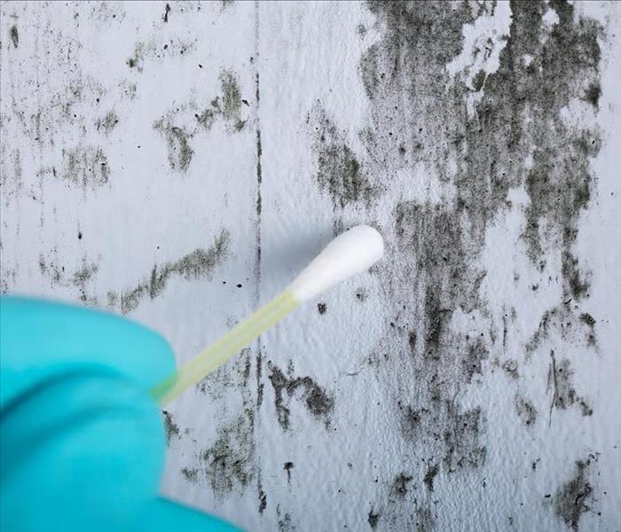 Cleanup of black mold.